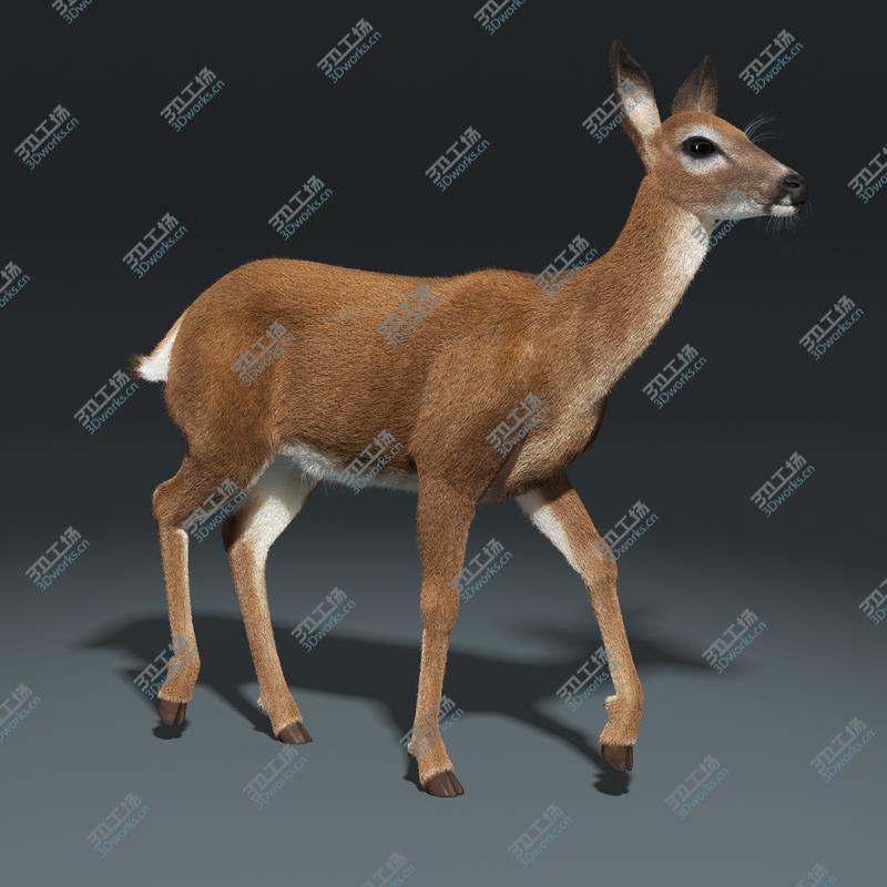images/goods_img/20210114/White Tailed Doe(FUR)(ANIMATED)/3.jpg
